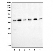 Western blot testing of 1) human HeLa, 2) human HEK293, 3) monkey COS-7, 4) human K562, 5) rat skeletal muscle and 6) mouse skeletal muscle lysate with p38 gamma antibody. Expected molecular weight: 38-42 kDa.