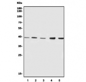 Western blot testing of human 1) HeLa, 2) HEK293, 3) U937, 4) HepG2 and 5) Jurkat cell lysate with NDE1 antibody. Predicted molecular weight ~38 kDa.