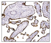 IHC staining of FFPE human placental tissue with Nudel antibody. HIER: boil tissue sections in pH8 EDTA for 20 min and allow to cool before testing.