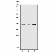 Western blot testing of human 1) Jurkat, 2) HEK293 and 3) HepG2 cell lysate with Nudel antibody. Predicted molecular weight: 37-41 kDa.