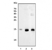 Western blot testing of 1) human PC-3, 2) rat brain and 3) mouse brain lysate with NRGN antibody. Predicted molecular weight: ~8 kDa but routinely observed at ~17 kDa.