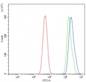 Flow cytometry testing of human U-87 MG cells with ORC5L antibody at 1ug/million cells (blocked with goat sera); Red=cells alone, Green=isotype control, Blue= ORC5L antibody.