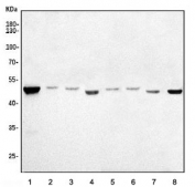 Western blot testing of 1) monkey COS-7, 2) human placenta, 3) human K562, 4) human MCF-7, 5) rat testis, 6) rat kidney, 7) mouse ovary and 8) mouse testis lysate with ORC5L antibody. Predicted molecular weight ~50 kDa (isoform 1), ~37 kDa (isoform 2).
