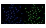 Immunofluorescent staining of FFPE human U-2 OS cells with PSD5A antibody (green) and DAPI nuclear stain (blue). HIER: steam section in pH6 citrate buffer for 20 min.