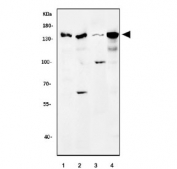 Western blot testing of 1) rat testis, 2) rat PC-12, 3) mouse testis and 4) mouse RAW264.7 cell lysate with Protein PML antibody.