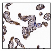IHC staining of FFPE human placental tissue with POGLUT1 antibody. HIER: boil tissue sections in pH8 EDTA for 20 min and allow to cool before testing.