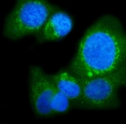Immunofluorescent staining of FFPE human T-47D cells with POGLUT1 antibody (green) and DAPI nuclear stain (blue). HIER: steam section in pH6 citrate buffer for 20 min.