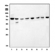 Western blot testing of human 1) HL60, 2) HepG2, 3) U-87 MG, 4) Raji, 5) Jurkat, 6) Hela, 7) mouse thymus and 8) mouse ADA-1 cell lysate with POGLUT1 antibody. Predicted molecular weight ~46 kDa but may be observed at larger molecular weights due to glycosylation.