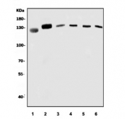 Western blot testing of 1) monkey COS-7, 2) human K562, 3) rat brain, 4) rat stomach, 5) mouse brain and 6) mouse stomach lysate with PPP4R1 antibody. Expected molecular weight: 107-125 kDa.