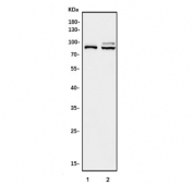 Western blot testing of human 1) U937 and 2) HL60 cell lysate with Prolyl Endopeptidase antibody. Predicted molecular weight ~81 kDa.