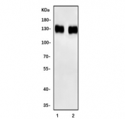 Western blot testing of 1) mouse kidney and 2) rat kidney tissue lysate with Prominin antibody. Expected molecular weight: 97 kDa-130 kDa depending on glycosylation level.