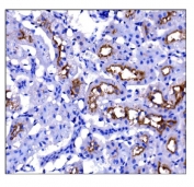 IHC staining of FFPE rat kidney tissue with Prominin antibody. HIER: boil tissue sections in pH8 EDTA for 20 min and allow to cool before testing.