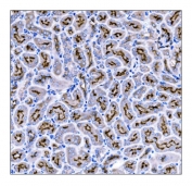IHC staining of FFPE mouse kidney tissue with Prominin antibody. HIER: boil tissue sections in pH8 EDTA for 20 min and allow to cool before testing.