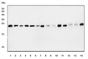 Western blot testing of 1) human Caco-2, 2) human HeLa, 3) monkey COS-7, 4) human A549, 5) human Jurkat, 6) human MCF7, 7) rat liver, 8) rat brain, 9) rat lung, 10) rat testis, 11) mouse liver, 12) mouse brain, 13) mouse lung and 14) mouse testis lysate with Proteasome subunit beta type-6 antibody. Predicted molecular weight ~23 kDa.