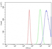 Flow cytometry testing of human A431 cells with Proteasome subunit beta type-6 antibody at 1ug/million cells (blocked with goat sera); Red=cells alone, Green=isotype control, Blue= Proteasome subunit beta type-6 antibody.