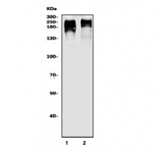 Western blot testing of human 1) Jurkat and 2) Raji cell lysate with CD45 antibody. Expected molecular weight: 147-220 kDa depending on glycosylation level.