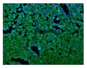 Immunofluorescent staining of FFPE human tonsil tissue with CD45 antibody (green) and DAPI nuclear stain (blue). HIER: steam section in pH6 citrate buffer for 20 min.