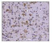 IHC staining of FFPE mouse brain tissue with SCN1B antibody. HIER: boil tissue sections in pH8 EDTA for 20 min and allow to cool before testing.