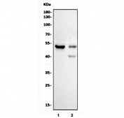 Western blot testing of 1) rat kidney and 2) mouse kidney tissue lysate with Slc7a9 antibody. Predicted molecular weight ~54 kDa.