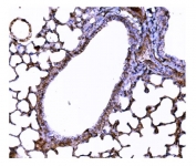 IHC staining of FFPE mouse lung tissue with Superoxide dismutase 3 antibody. HIER: boil tissue sections in pH8 EDTA for 20 min and allow to cool before testing.