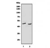 Western blot testing of human 1) A431 and 2) HL60 cell lysate with SOX17 antibody. Predicted molecular weight ~45 kDa.