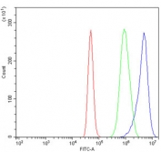 Flow cytometry testing of human A431 cells with SRF antibody at 1ug/million cells (blocked with goat sera); Red=cells alone, Green=isotype control, Blue= SRF antibody.