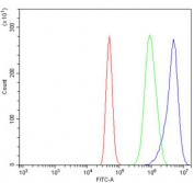 Flow cytometry testing of human A431 cells with SRF antibody at 1ug/million cells (blocked with goat sera); Red=cells alone, Green=isotype control, Blue= SRF antibody.