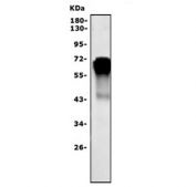 Western blot testing of human placental tissue lysate with Steryl-sulfatase antibody. Predicted molecular weight ~65 kDa.