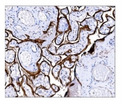 IHC staining of FFPE human placental tissue with Steryl-sulfatase antibody. HIER: boil tissue sections in pH8 EDTA for 20 min and allow to cool before testing.