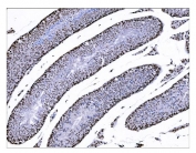 IHC staining of FFPE mouse testis tissue with KMT1B antibody. HIER: boil tissue sections in pH8 EDTA for 20 min and allow to cool before testing.