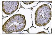 IHC staining of FFPE rat testis tissue with KMT1B antibody. HIER: boil tissue sections in pH8 EDTA for 20 min and allow to cool before testing.