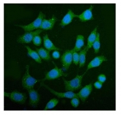 Immunofluorescent staining of FFPE human Caco-2 cells with TBC1D4 antibody (green) and DAPI nuclear stain (blue). HIER: steam section in pH6 citrate buffer for 20 min.