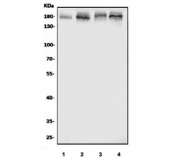 Western blot testing of human 1) Caco-2, 2) HeLa, 3) K562 and 4) HepG2 cell lysate with TBC1D4 antibody. Predicted molecular weight ~147 kDa but routinely observed at 147-160 kDa.