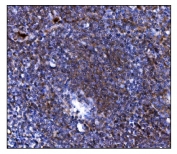 IHC staining of FFPE human tonsil tissue with Toll-like receptor 8 antibody. HIER: boil tissue sections in pH8 EDTA for 20 min and allow to cool before testing.