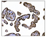 IHC staining of FFPE human placental tissue with TGF beta Receptor II antibody. HIER: boil tissue sections in pH8 EDTA for 20 min and allow to cool before testing.