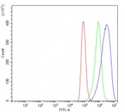 Flow cytometry testing of human A549 cells with TGF beta Receptor II antibody at 1ug/million cells (blocked with goat sera); Red=cells alone, Green=isotype control, Blue= TGF beta Receptor II antibody.