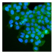 Immunofluorescent staining of FFPE human A431 cells with IGF2R antibody (green) and DAPI nuclear stain (blue). HIER: steam section in pH6 citrate buffer for 20 min.