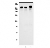 Western blot testing of human 1) HeLa, 2) U-87 MG and 3) HepG2 cell lysate with M6PR antibody. Predicted molecular weight ~274 kDa.