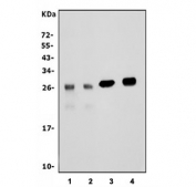 Western blot testing of 1) human U-87 MG, 2) human SH-SY5Y, 3) rat brain and 4) mouse brain lysate with PGP9.5 antibody. Predicted molecular weight ~25 kDa.