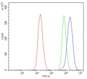 Flow cytometry testing of human 293T cells with PGP9.5 antibody at 1ug/million cells (blocked with goat sera); Red=cells alone, Green=isotype control, Blue= PGP9.5 antibody.