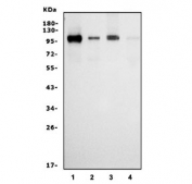 Western blot testing of human 1) HL60, 2) U-2 OS, 3) Daudi and 4) A431 cell lysate with RALBP1 antibody. Predicted molecular weight ~76 kDa, observed molecular weight: 90-95 kDa.