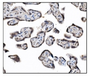 IHC staining of FFPE human placental tissue with COPS5 antibody. HIER: boil tissue sections in pH8 EDTA for 20 min and allow to cool before testing.