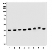 Western blot testing of 1) human Raji, 2) human K562, 3) human PC-3, 4) human HeLa, 5) rat brain, 6) rat RH35, 7) mouse brain and 8) mouse SP2/0 cell lysate with COPS5 antibody. Predicted molecular weight ~38 kDa.