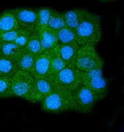 Immunofluorescent staining of FFPE human A431 cells with Calpain 1 antibody (green) and DAPI nuclear stain (blue). HIER: steam section in pH6 citrate buffer for 20 min.