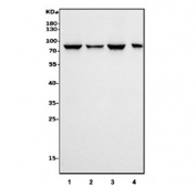 Western blot testing of human 1) Jurkat, 2) HeLa, 3) K562 and 4) PC-3 cell lysate with CAPN1 antibody. Predicted molecular weight: ~82 kDa.