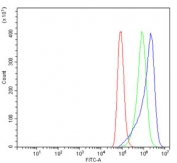 Flow cytometry testing of human A549 cells with CAPN1 antibody at 1ug/million cells (blocked with goat sera); Red=cells alone, Green=isotype control, Blue= CAPN1 antibody.