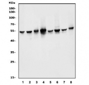 Western blot testing of human 1) HeLa, 2) HepG2, 3) SW620, 4) Raji, 5) ThP-1, 6) Jurkat, 7) rat PC-12 and 8) mouse NIH 3T3 cell lysate with DDX6 antibody. Predicted molecular weight: ~53 kDa.