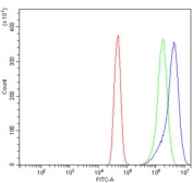 Flow cytometry testing of human A431 cells with ACTN2 antibody at 1ug/million cells (blocked with goat sera); Red=cells alone, Green=isotype control, Blue= ACTN2 antibody.
