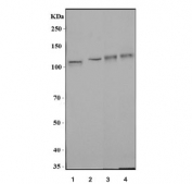 Western blot testing of 1) human K562, 2) human PC-3, 3) rat brain and 4) mouse brain lysate with AP2A1 antibody. Predicted molecular weight ~108 kDa.
