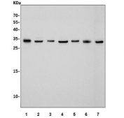 Western blot testing of 1) human HL60, 2) human HeLa, 3) monkey COS-7, 4) human ThP-1, 5) human Caco-2, 6) human U937 and 7) rat kidney lysate with CLIC1 antibody. Expected molecular weight: 27-30 kDa.